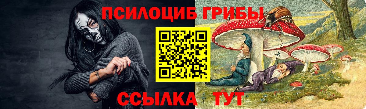 Галлюциногенные грибы Psilocybe  Вход с VPN  где купить наркотик  Новозыбков 